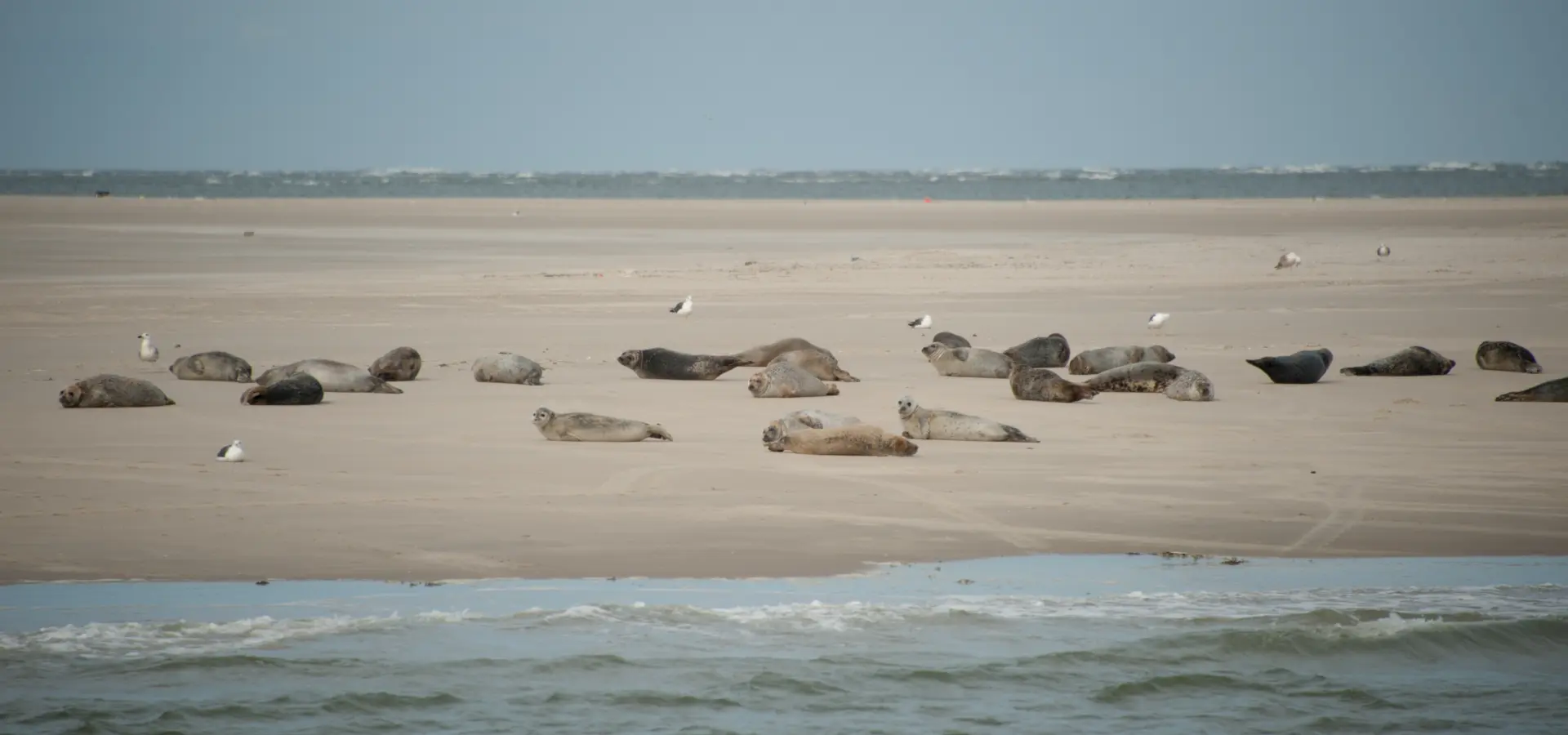Zeehonden spotten wad