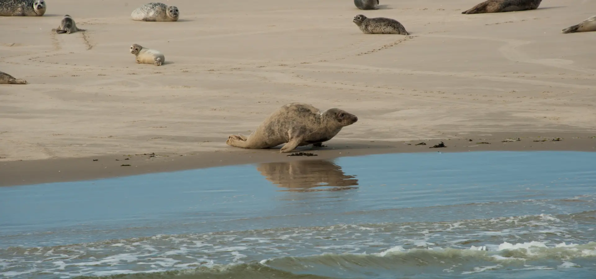 Zeehonden spotten Ameland