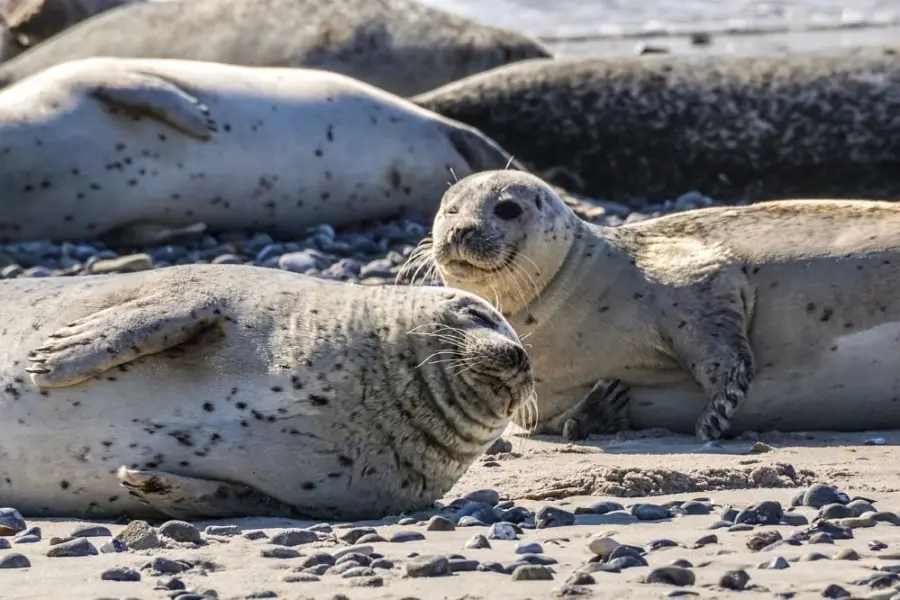 Zeehonden liggen op strand Ameland
