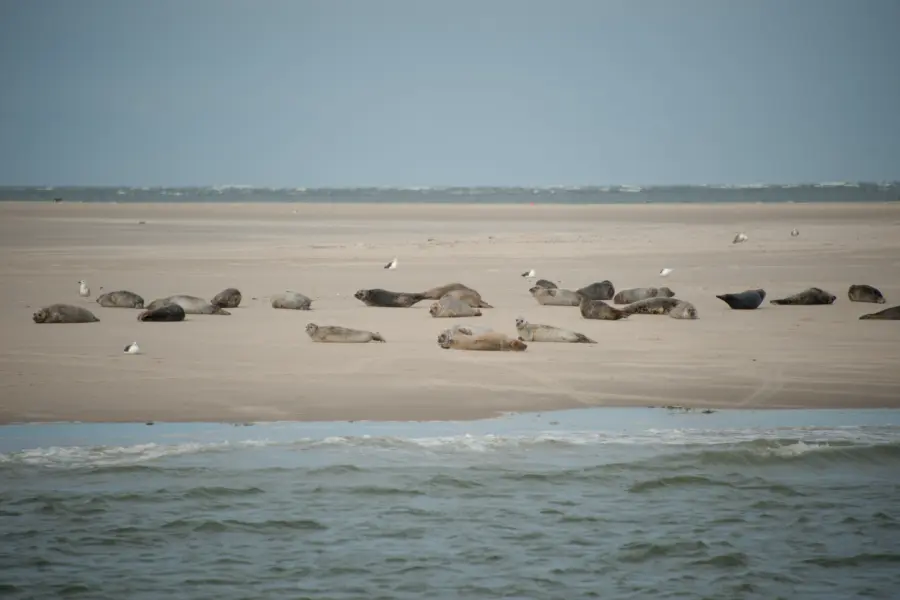 Zeehonden spotten wad
