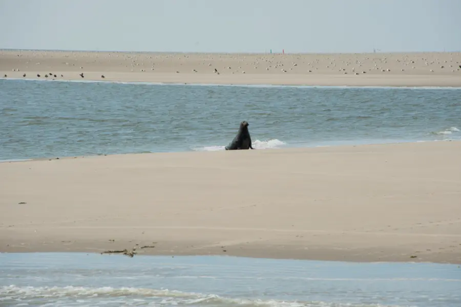 Zeehond op ameland
