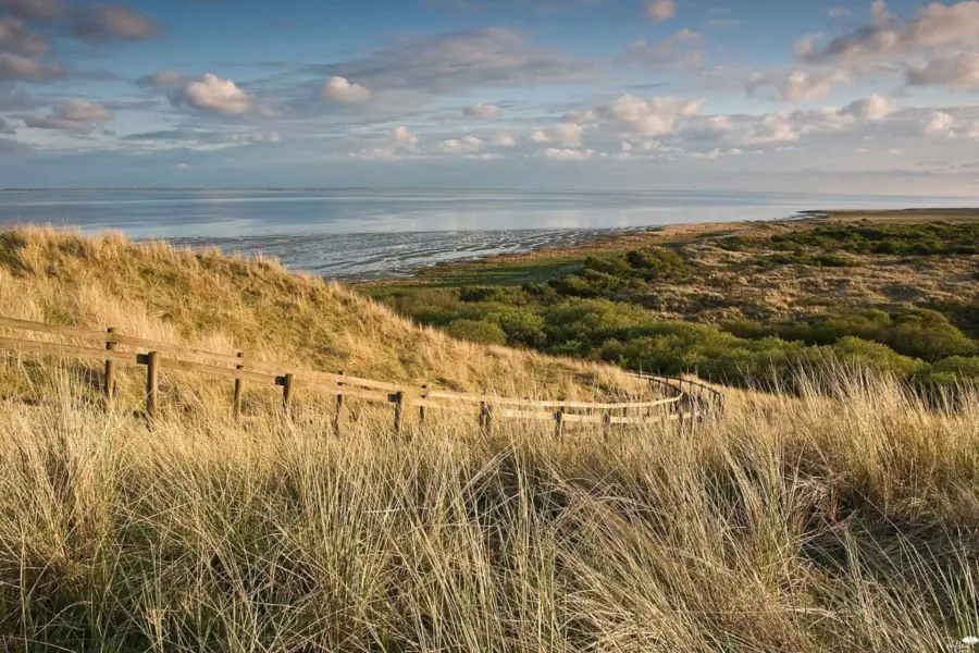 Natuur ameland duinen